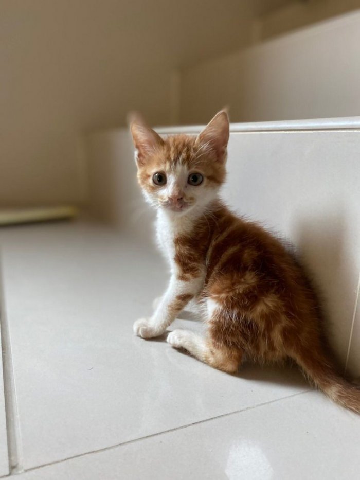 上班路上捡到一只混美短纹的橘猫