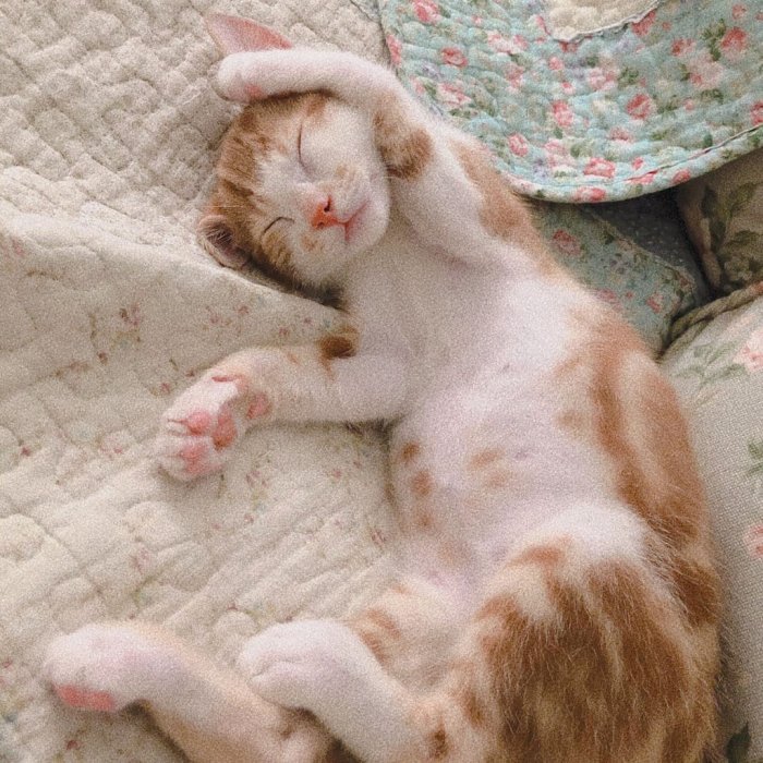 上班路上捡到一只混美短纹的橘猫