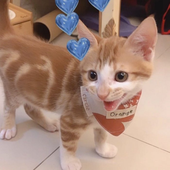 上班路上捡到一只混美短纹的橘猫