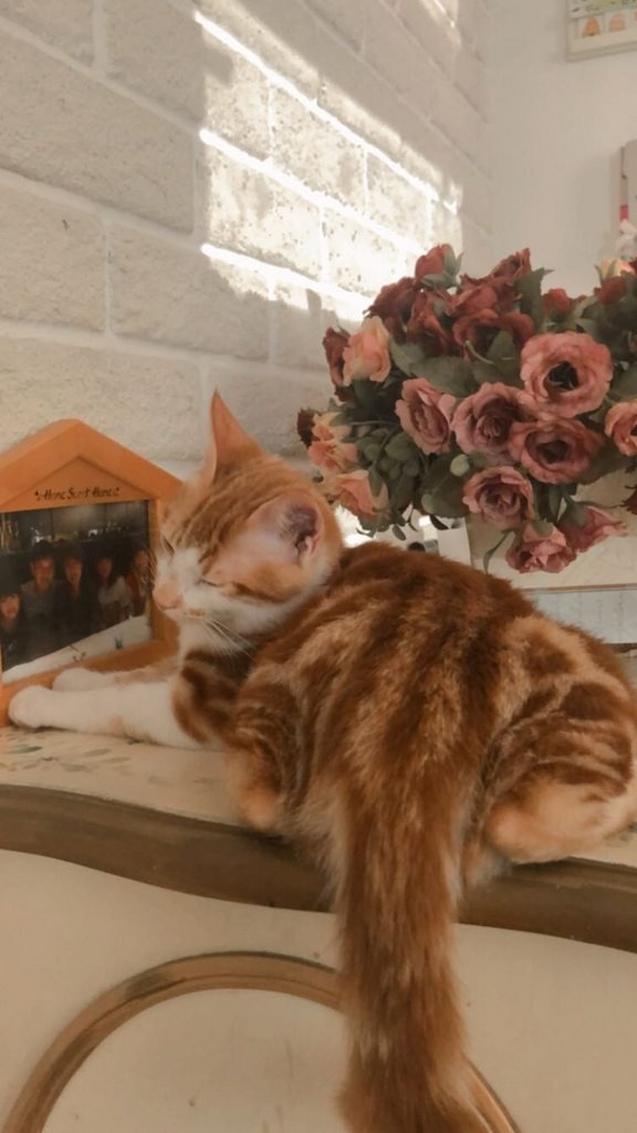 上班路上捡到一只混美短纹的橘猫