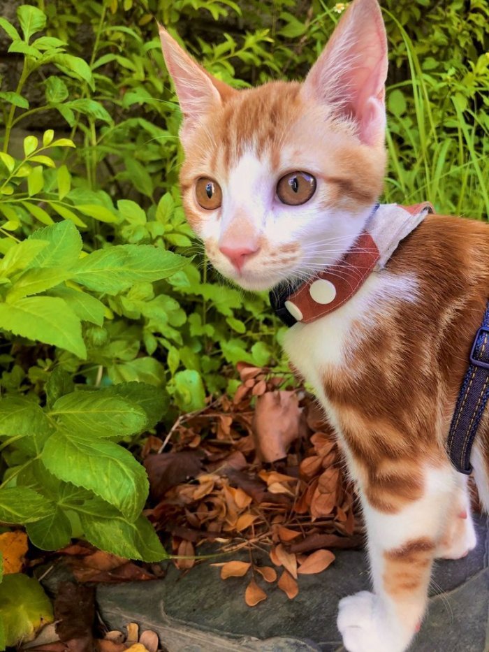 上班路上捡到一只混美短纹的橘猫