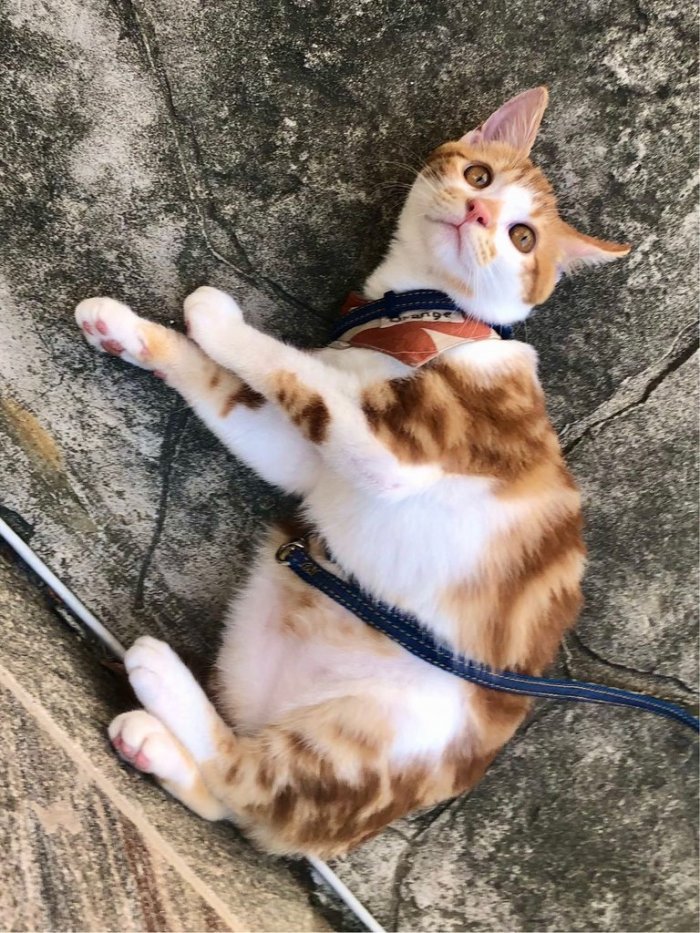 上班路上捡到一只混美短纹的橘猫