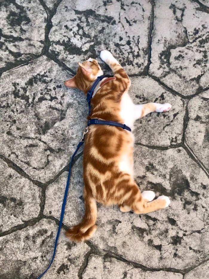 上班路上捡到一只混美短纹的橘猫