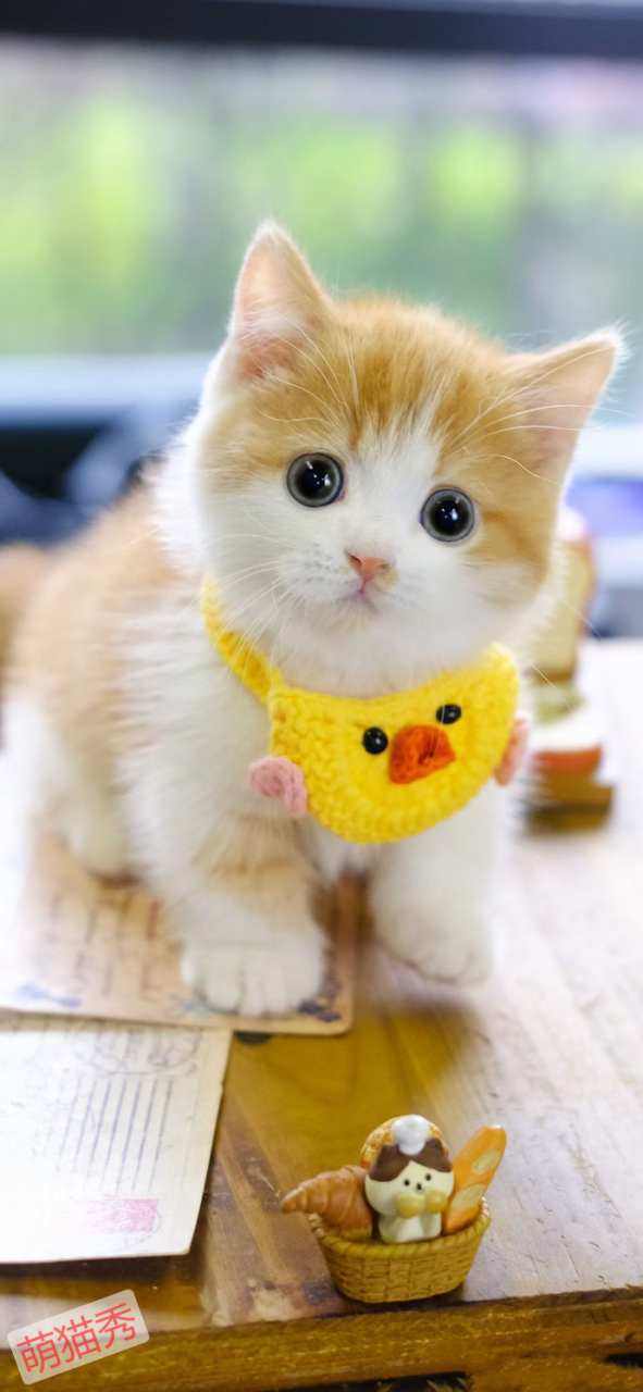 公猫和母猫的性格区别，哪一种更适合女生养