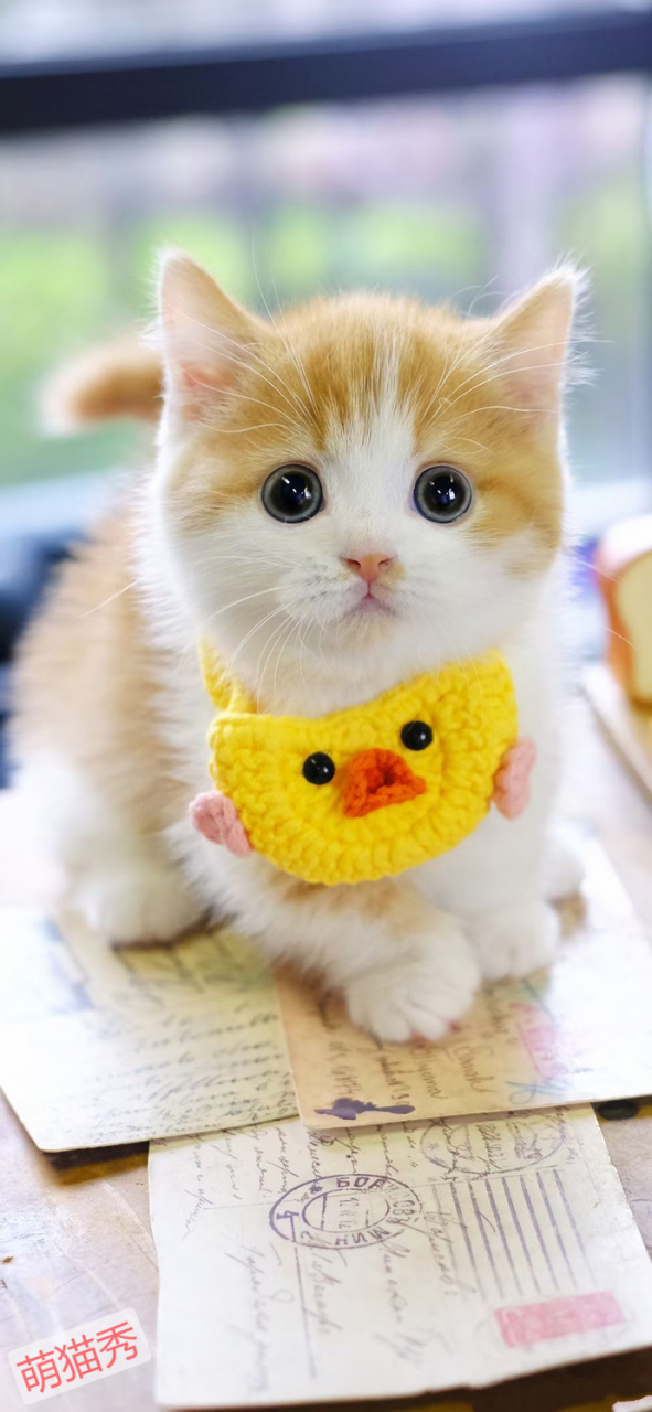 公猫和母猫的性格区别，哪一种更适合女生养