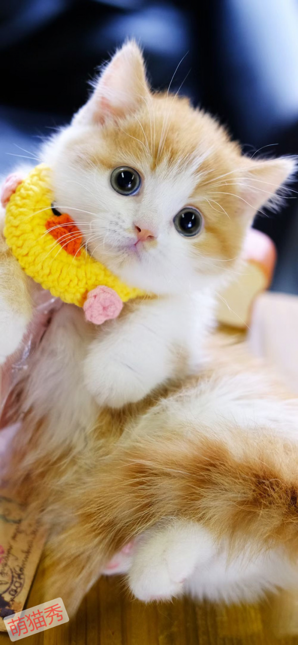 公猫和母猫的性格区别，哪一种更适合女生养