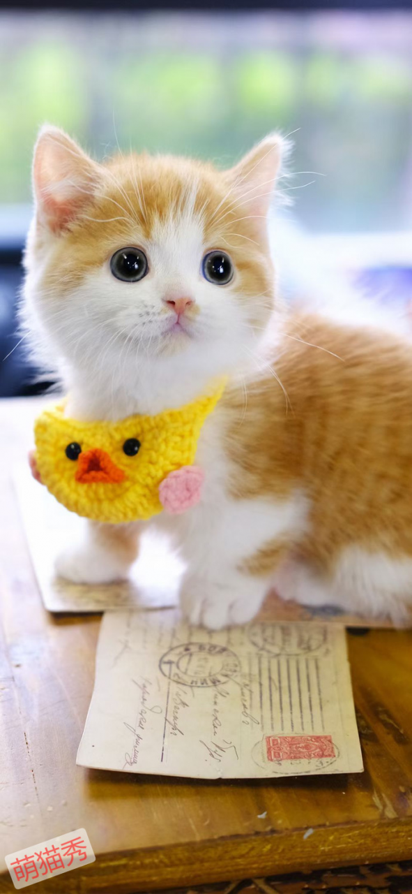 公猫和母猫的性格区别，哪一种更适合女生养