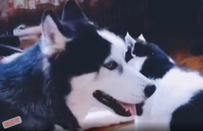 狗哥和猫弟同生共死的故事，这个给我看哭了