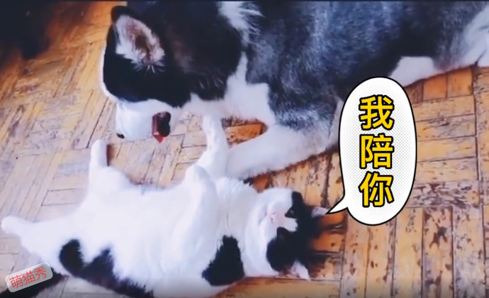 狗哥和猫弟同生共死的故事，这个给我看哭了