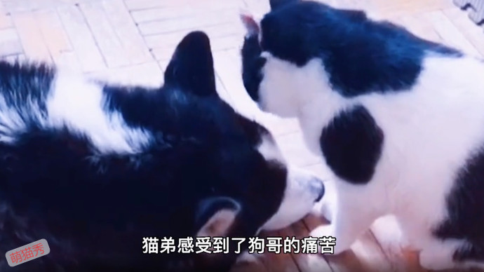 狗哥和猫弟同生共死的故事，这个给我看哭了