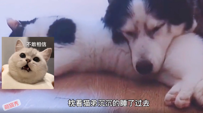 狗哥和猫弟同生共死的故事，这个给我看哭了