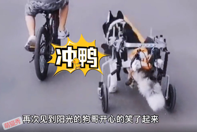 狗哥和猫弟同生共死的故事，这个给我看哭了