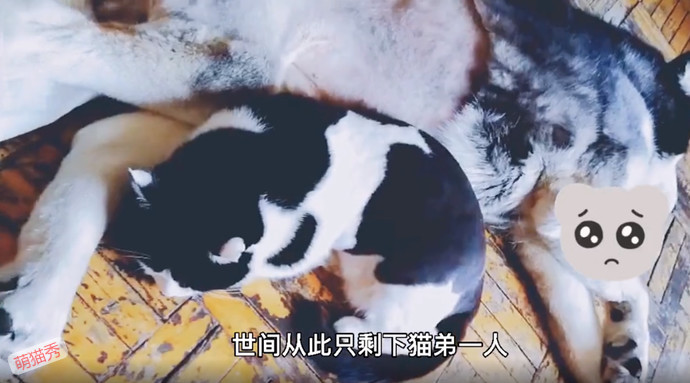 狗哥和猫弟同生共死的故事，这个给我看哭了