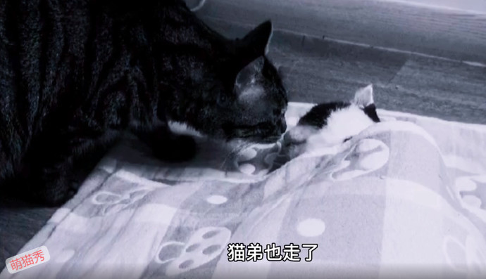 狗哥和猫弟同生共死的故事，这个给我看哭了