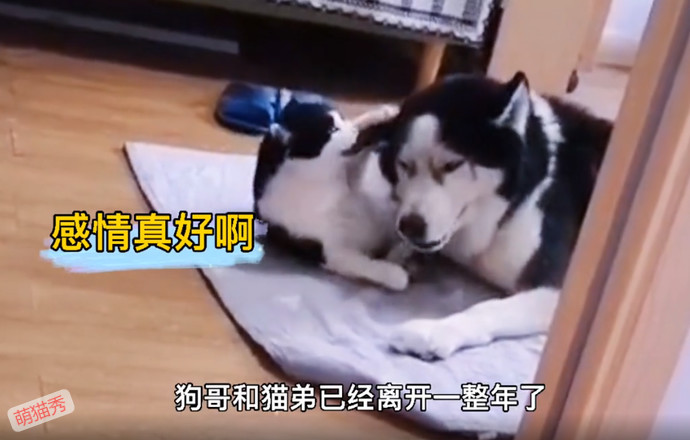狗哥和猫弟同生共死的故事，这个给我看哭了