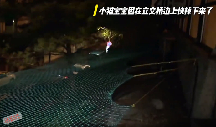 被困在立交桥上的小猫咪