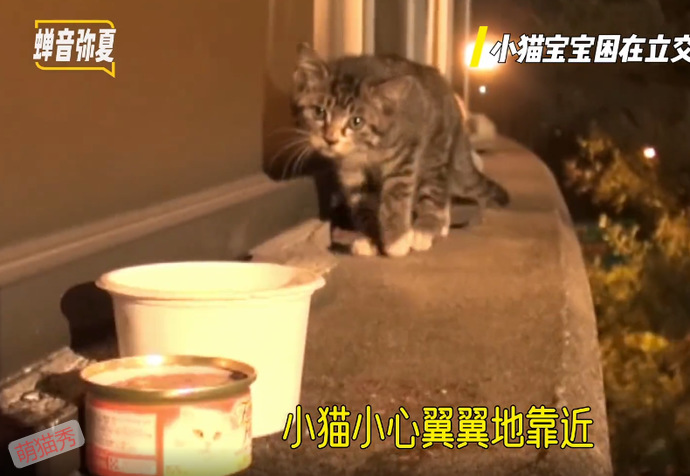被困在立交桥上的小猫咪