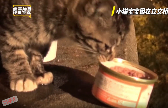 被困在立交桥上的小猫咪