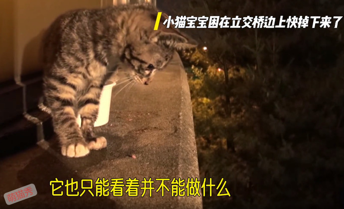 被困在立交桥上的小猫咪