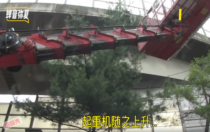 被困在立交桥上的小猫咪