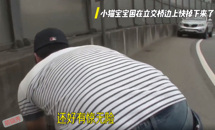 被困在立交桥上的小猫咪