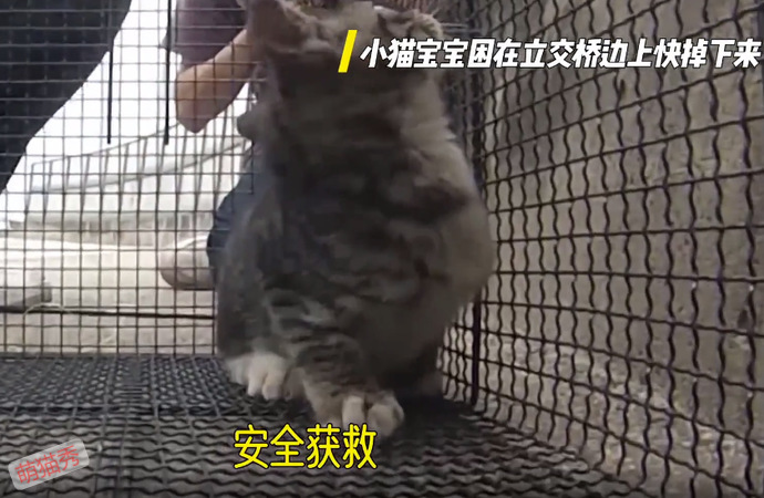 被困在立交桥上的小猫咪