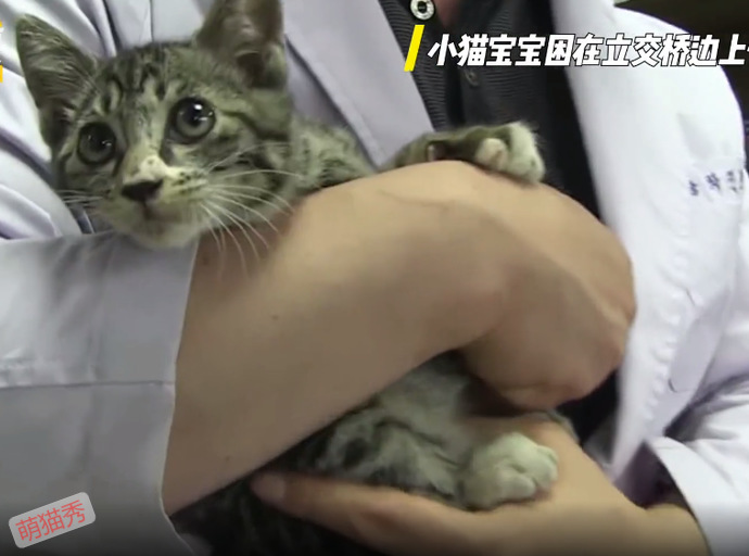 被困在立交桥上的小猫咪