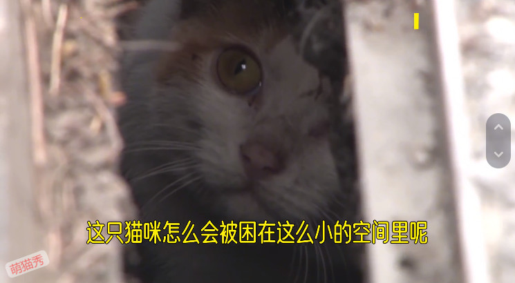 猫咪掉进下水道两个月，小哥哥喂养两个月救援成功
