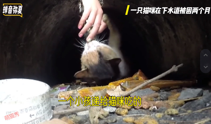 猫咪掉进下水道两个月，小哥哥喂养两个月救援成功