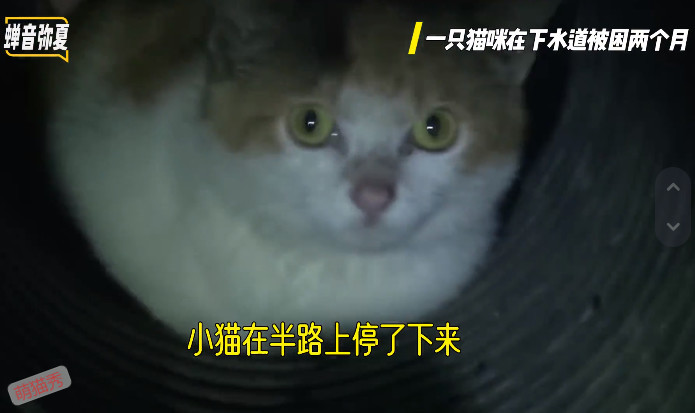 猫咪掉进下水道两个月，小哥哥喂养两个月救援成功