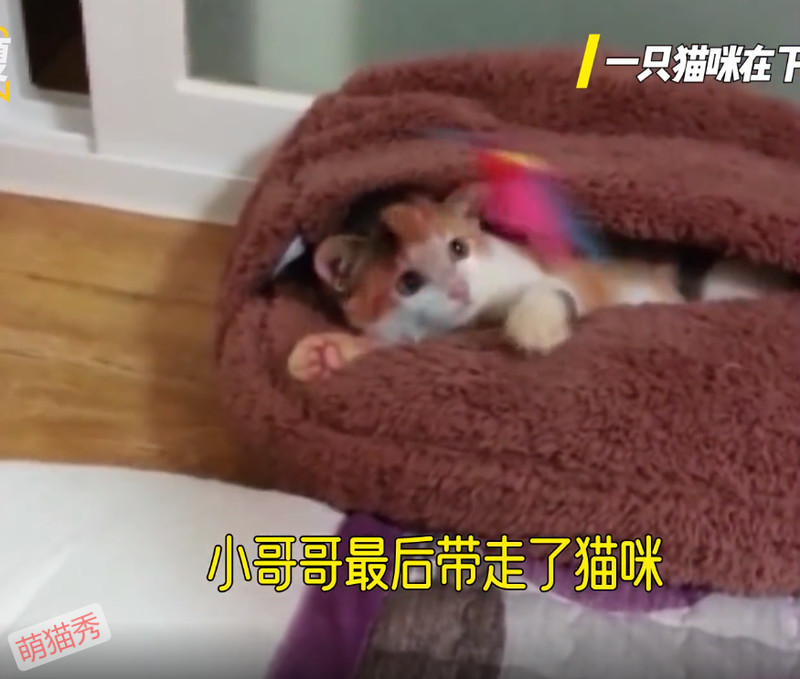 猫咪掉进下水道两个月，小哥哥喂养两个月救援成功