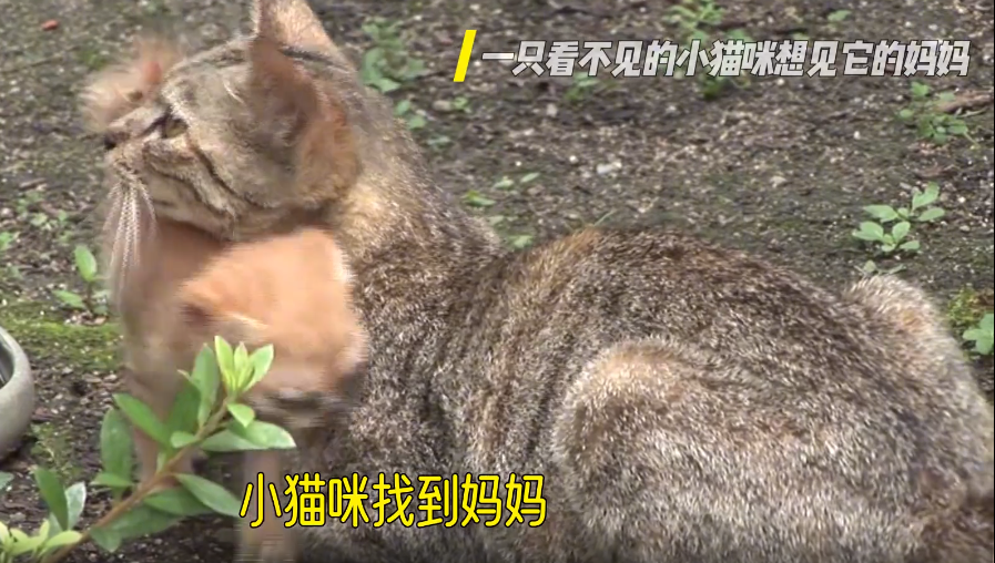一只眼睛看不见的小猫咪想见它的妈妈
