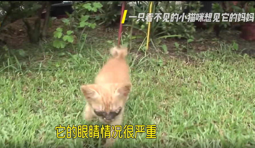 一只眼睛看不见的小猫咪想见它的妈妈