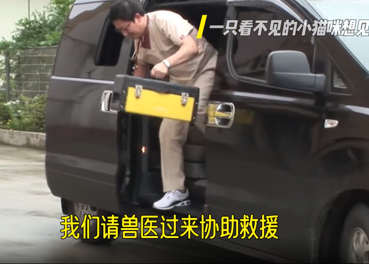 一只眼睛看不见的小猫咪想见它的妈妈