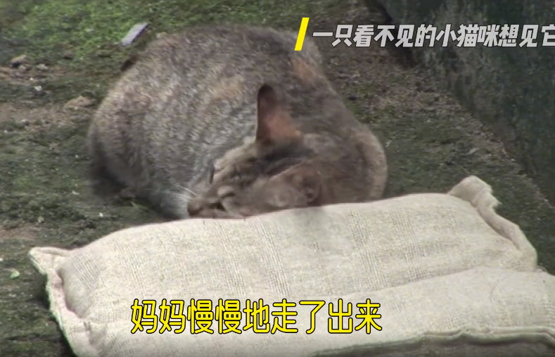 一只眼睛看不见的小猫咪想见它的妈妈