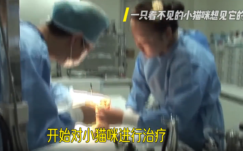 一只眼睛看不见的小猫咪想见它的妈妈