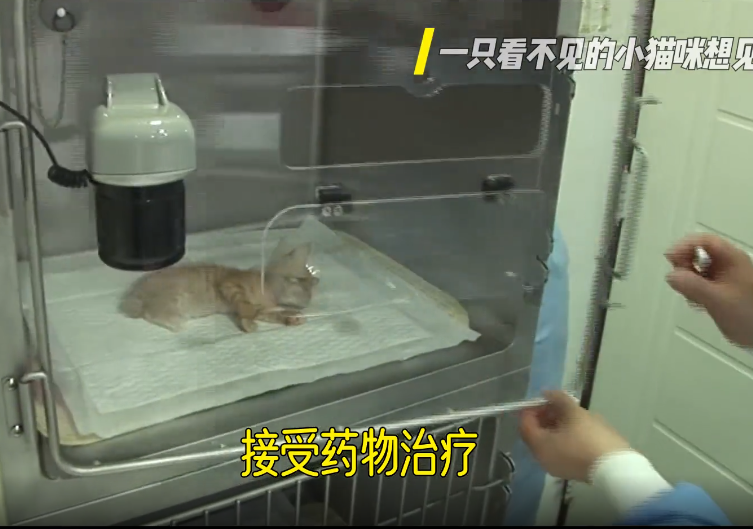 一只眼睛看不见的小猫咪想见它的妈妈