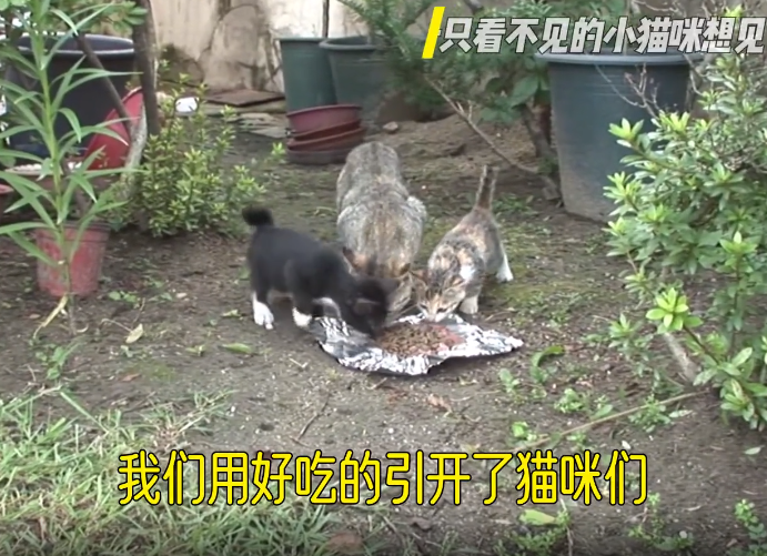 一只眼睛看不见的小猫咪想见它的妈妈