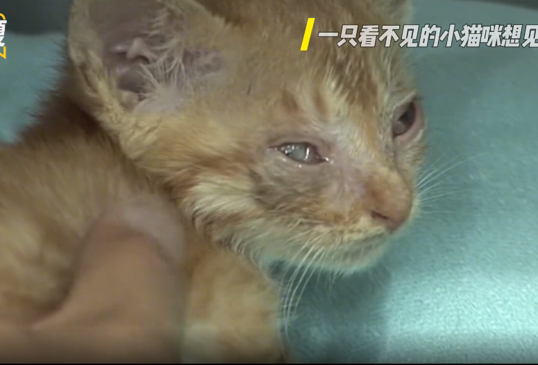 一只眼睛看不见的小猫咪想见它的妈妈