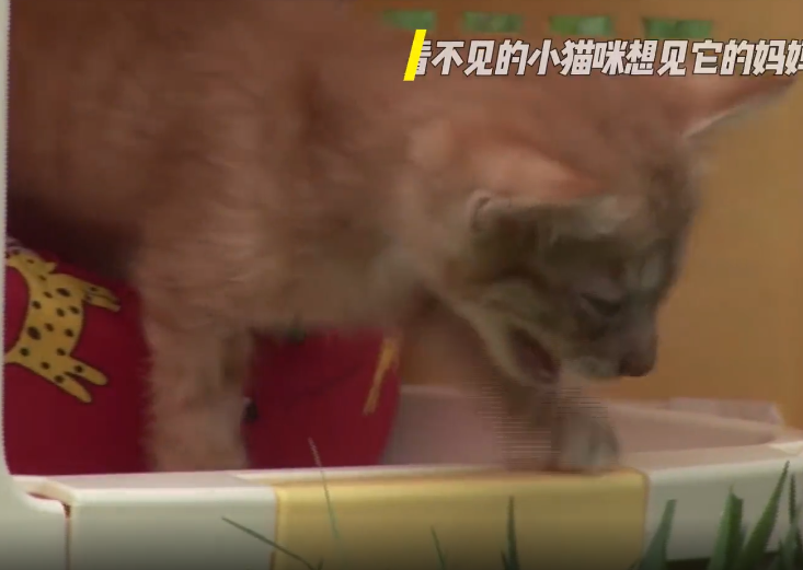 一只眼睛看不见的小猫咪想见它的妈妈