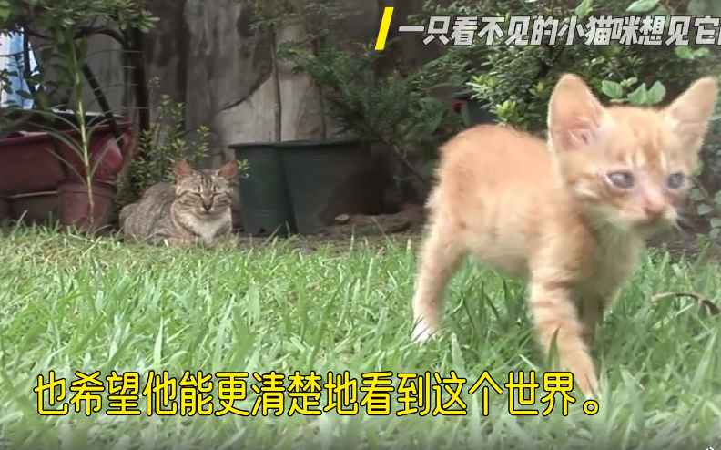 一只眼睛看不见的小猫咪想见它的妈妈